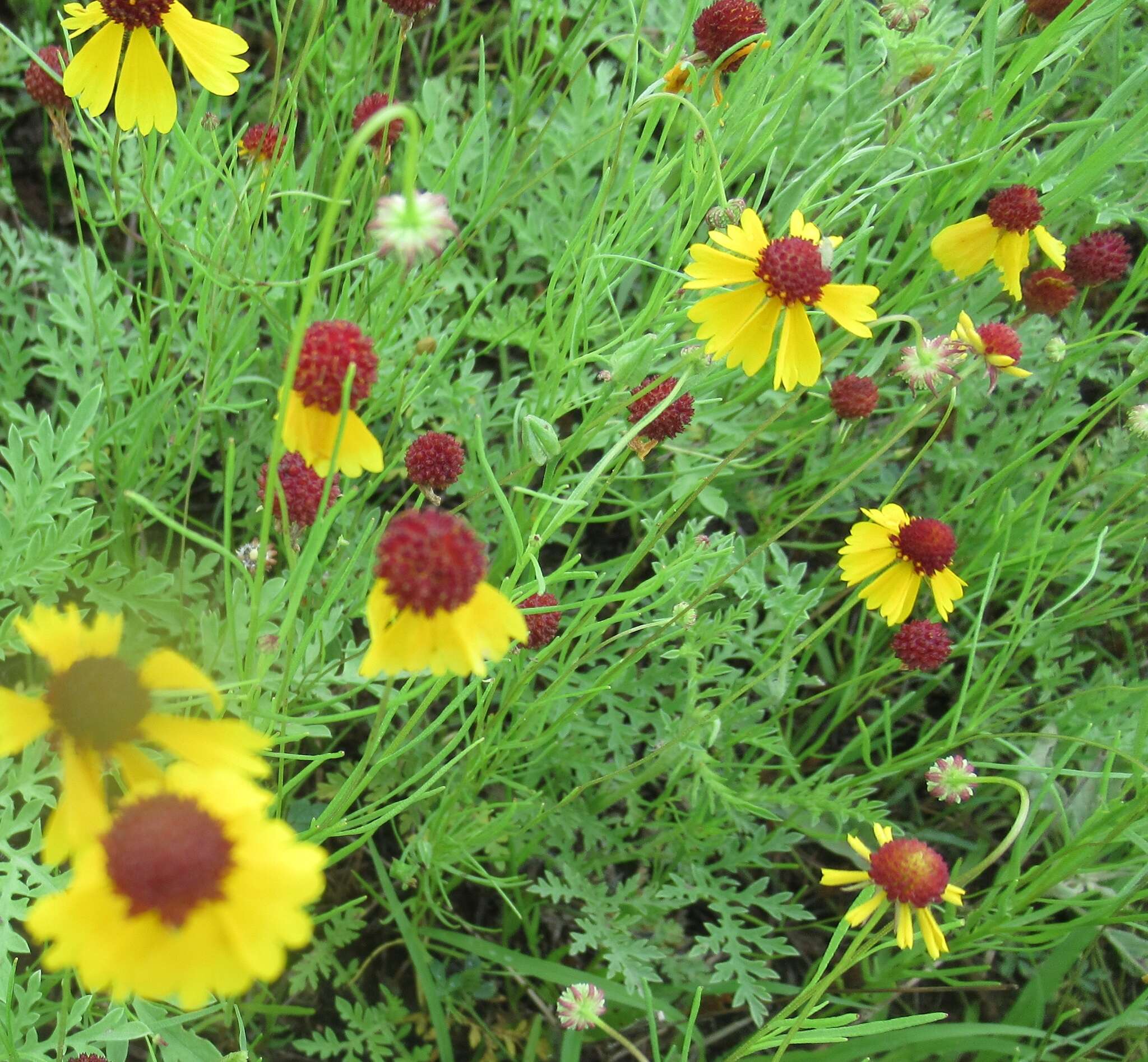 Helenium amarum var. badium (A. Gray ex S. Wats.) Waterfall resmi