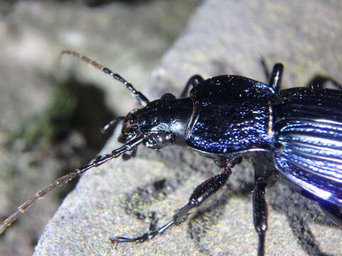 Image of Carabus (Megodontus) exaratus Quensel ex Schönherr 1806