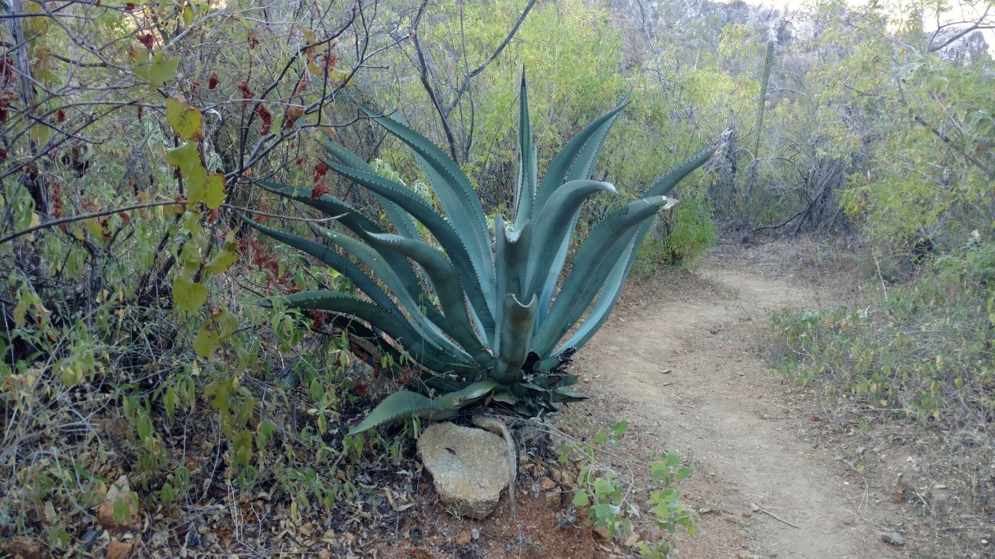 Image of Agave aurea var. promontorii (Trel.) R. H. Webb & G. D. Starr