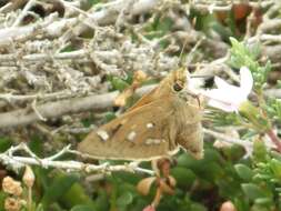 Hesperilla chrysotricha Meyrick & Lower 1902 resmi