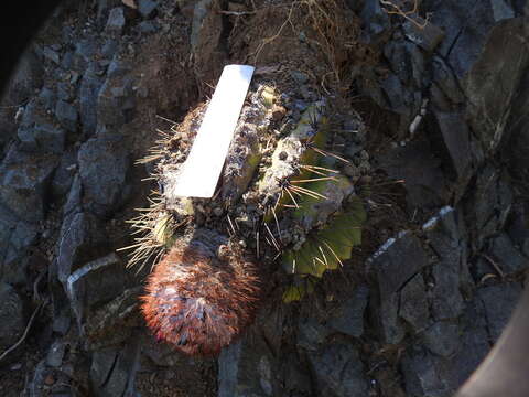 Melocactus harlowii (Britton & Rose) Vaupel resmi