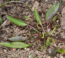 Image of plantainleaf buttercup