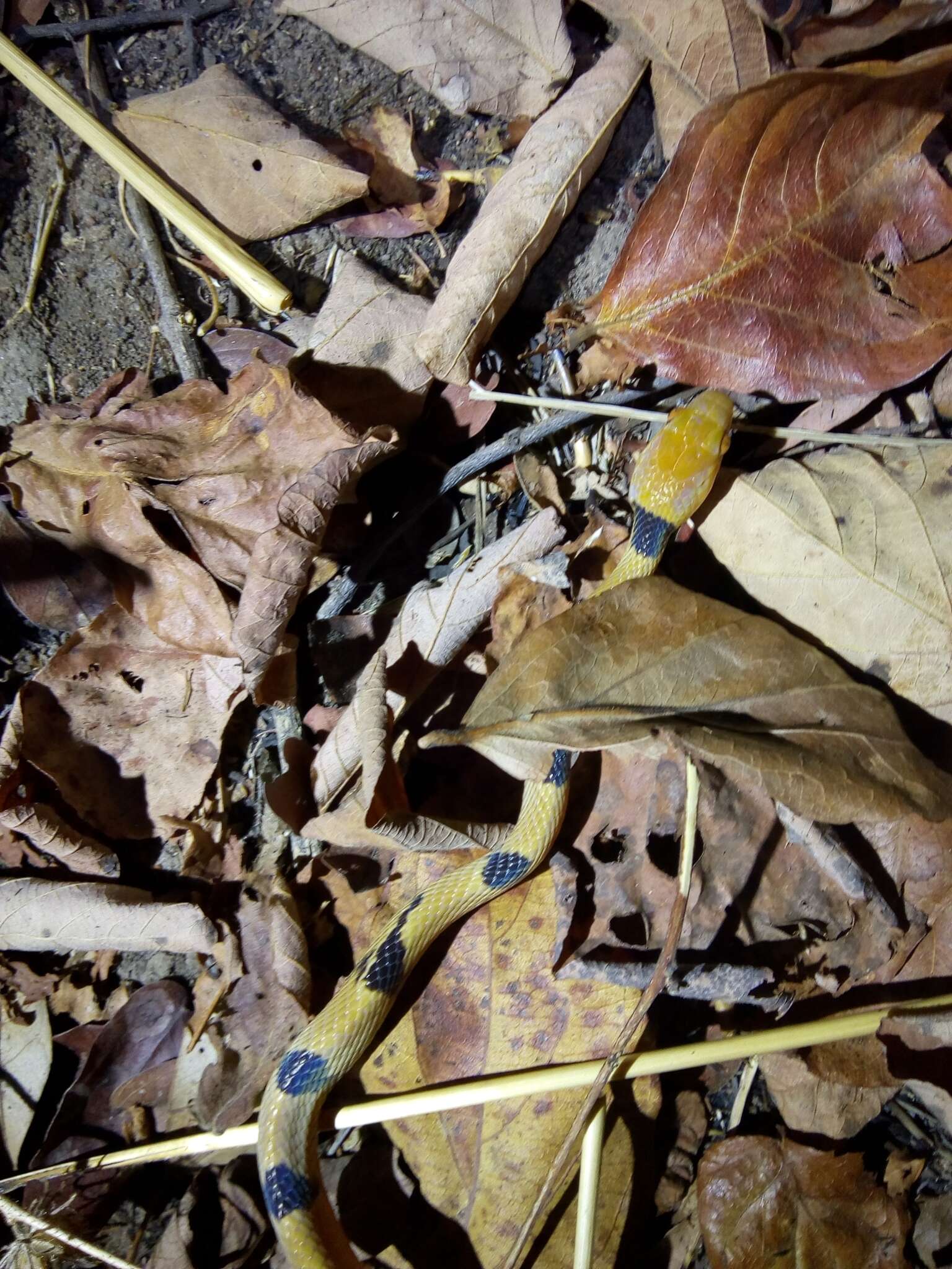 Image of Common Tiger Snake