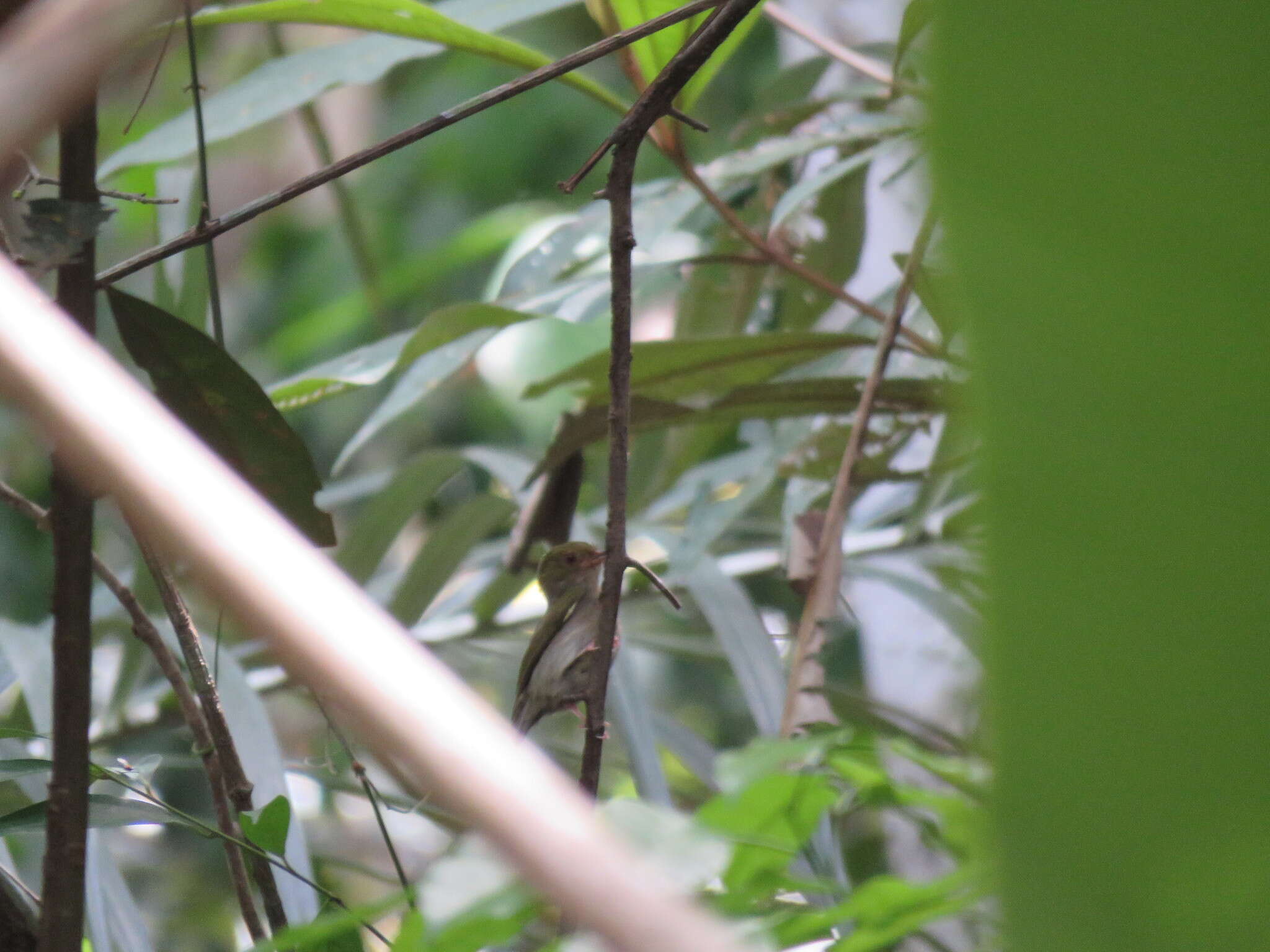 Image of Fiery-capped Manakin