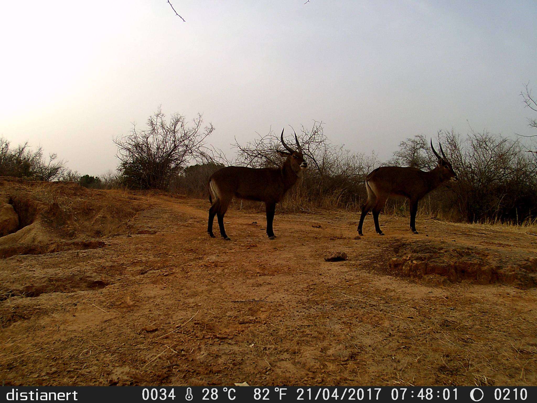 Image of Defassa Waterbuck