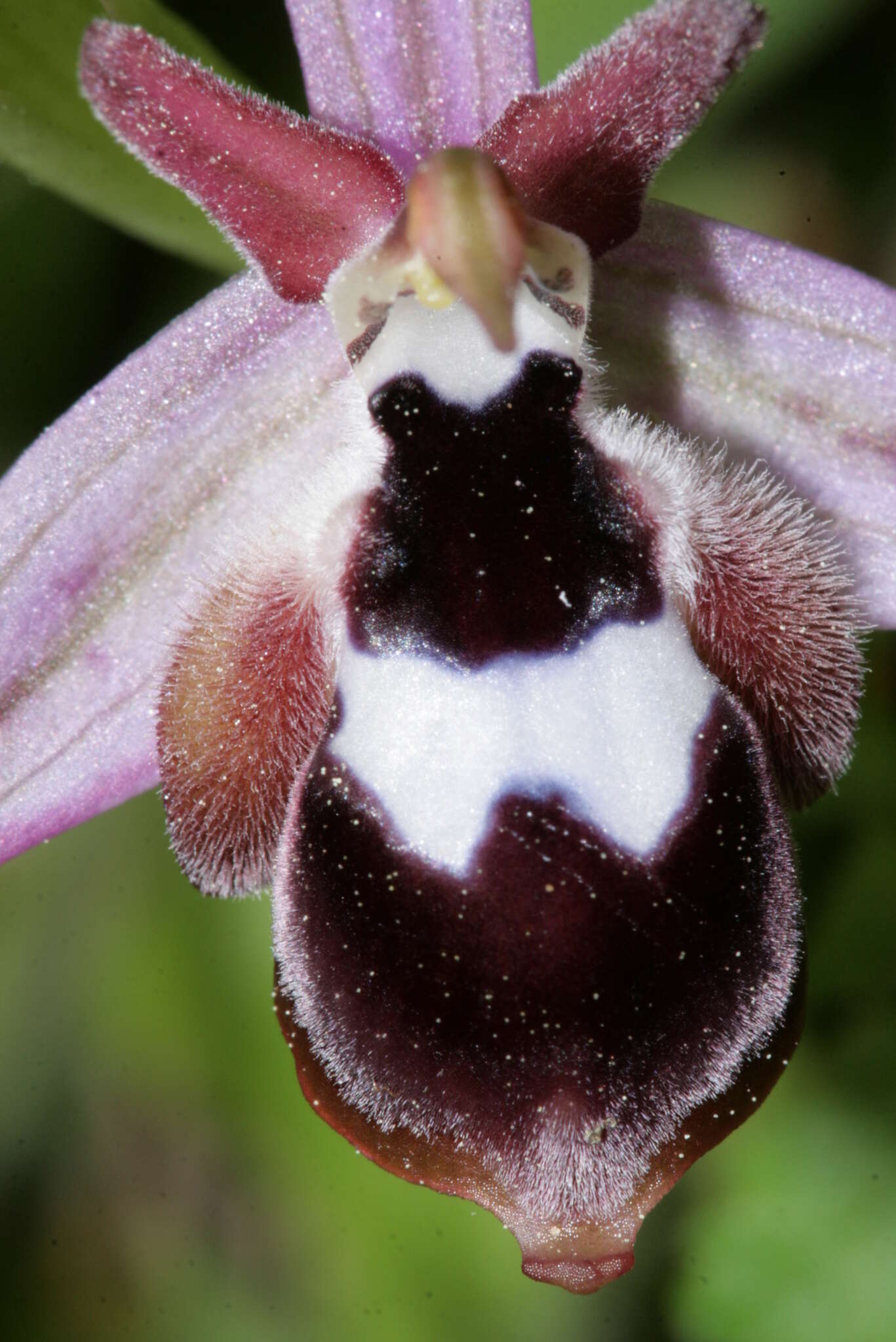 Слика од Ophrys reinholdii subsp. reinholdii