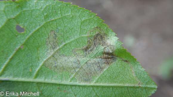 Image of Stigmella slingerlandella (Kearfott 1908) Wilkinson et al. 1979