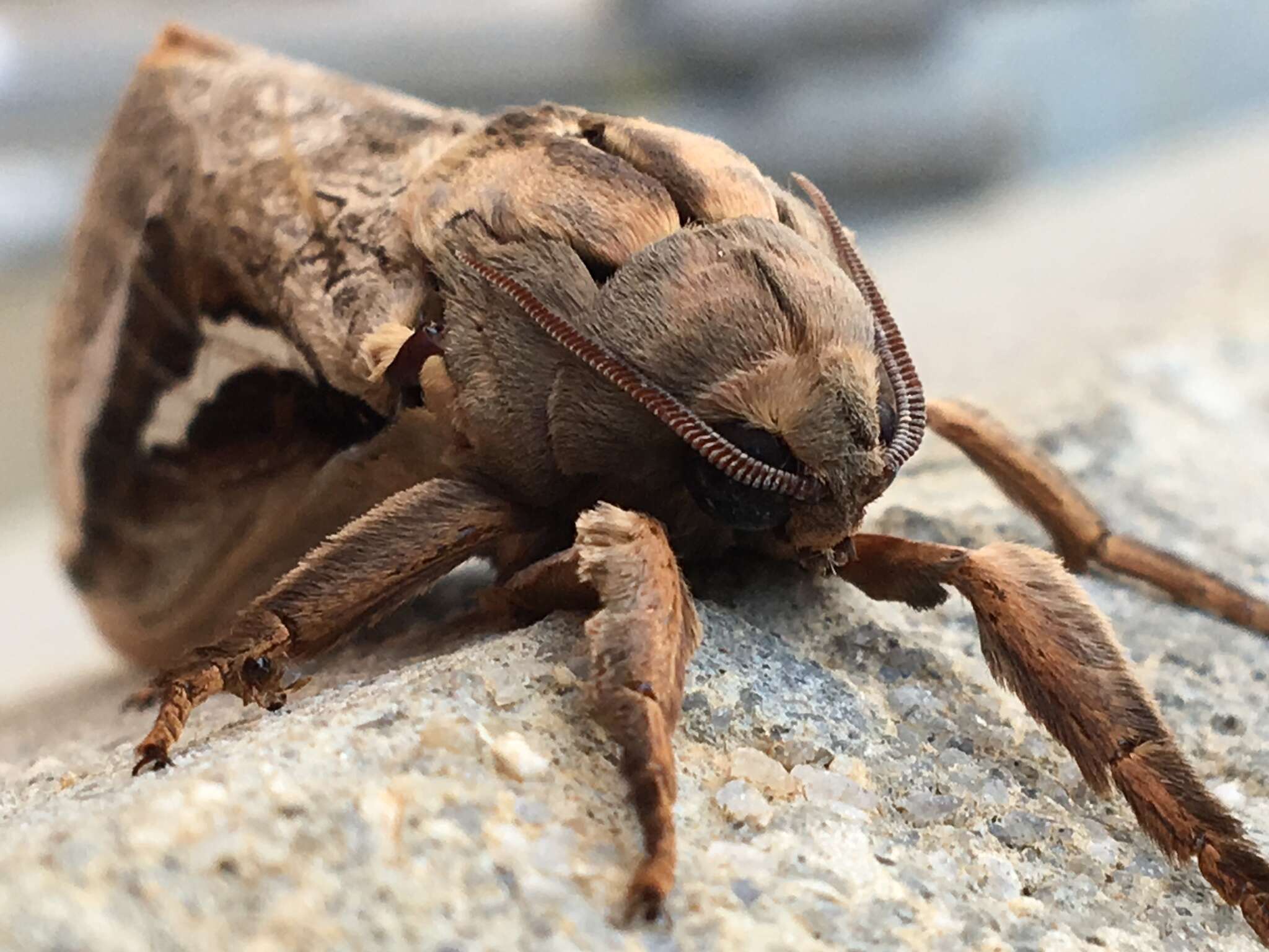 Image of Labyrinthine Ghost Moth