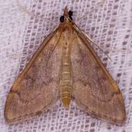 Image of <i>Anania mysippusalis</i>