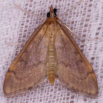 Image of <i>Anania mysippusalis</i>
