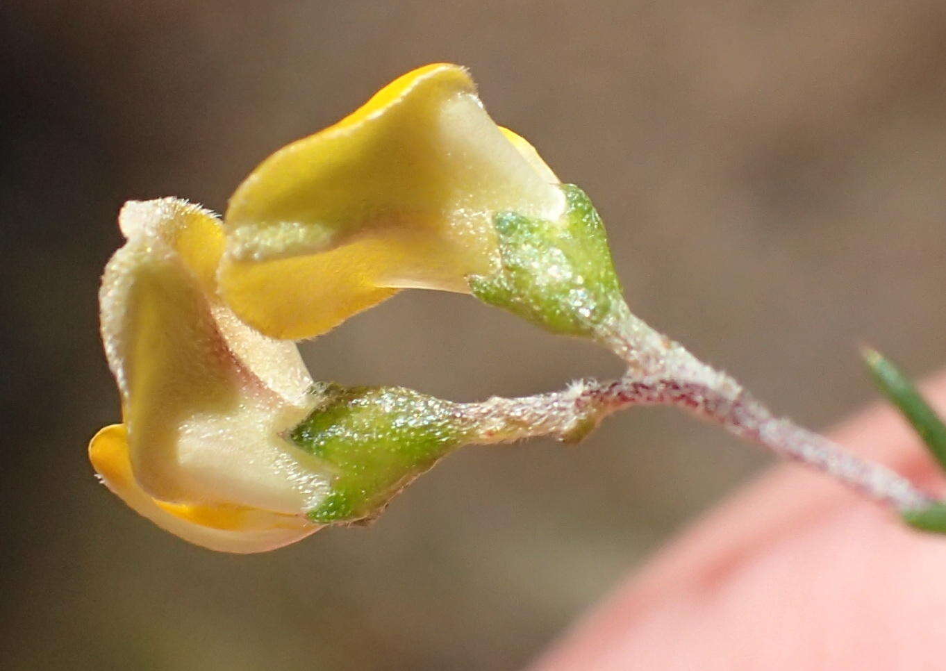 Image of Aspalathus biflora subsp. biflora