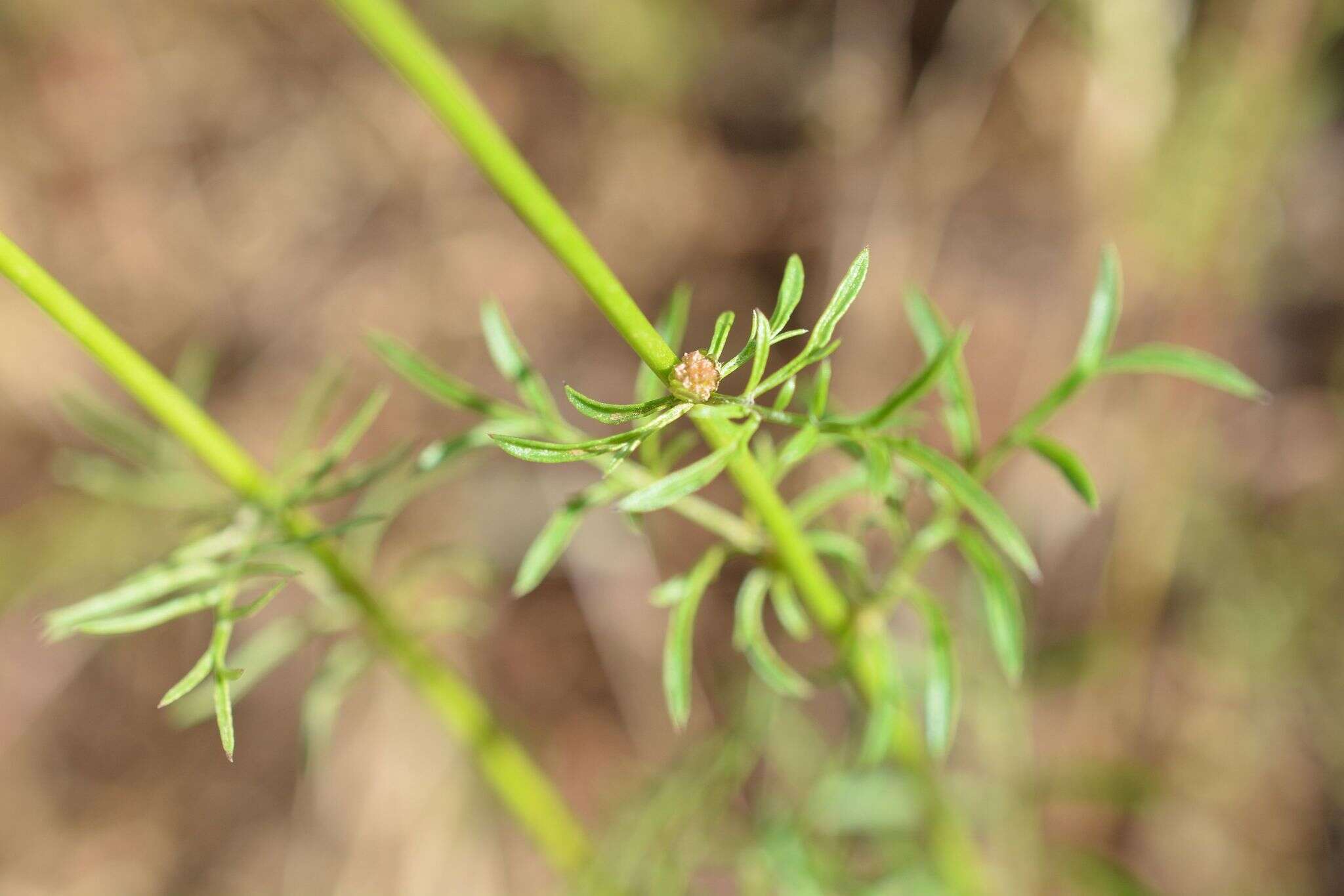 Image of bluehead gilia