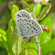 Image of <i>Plebejus idas empetri</i> T. Freeman 1938