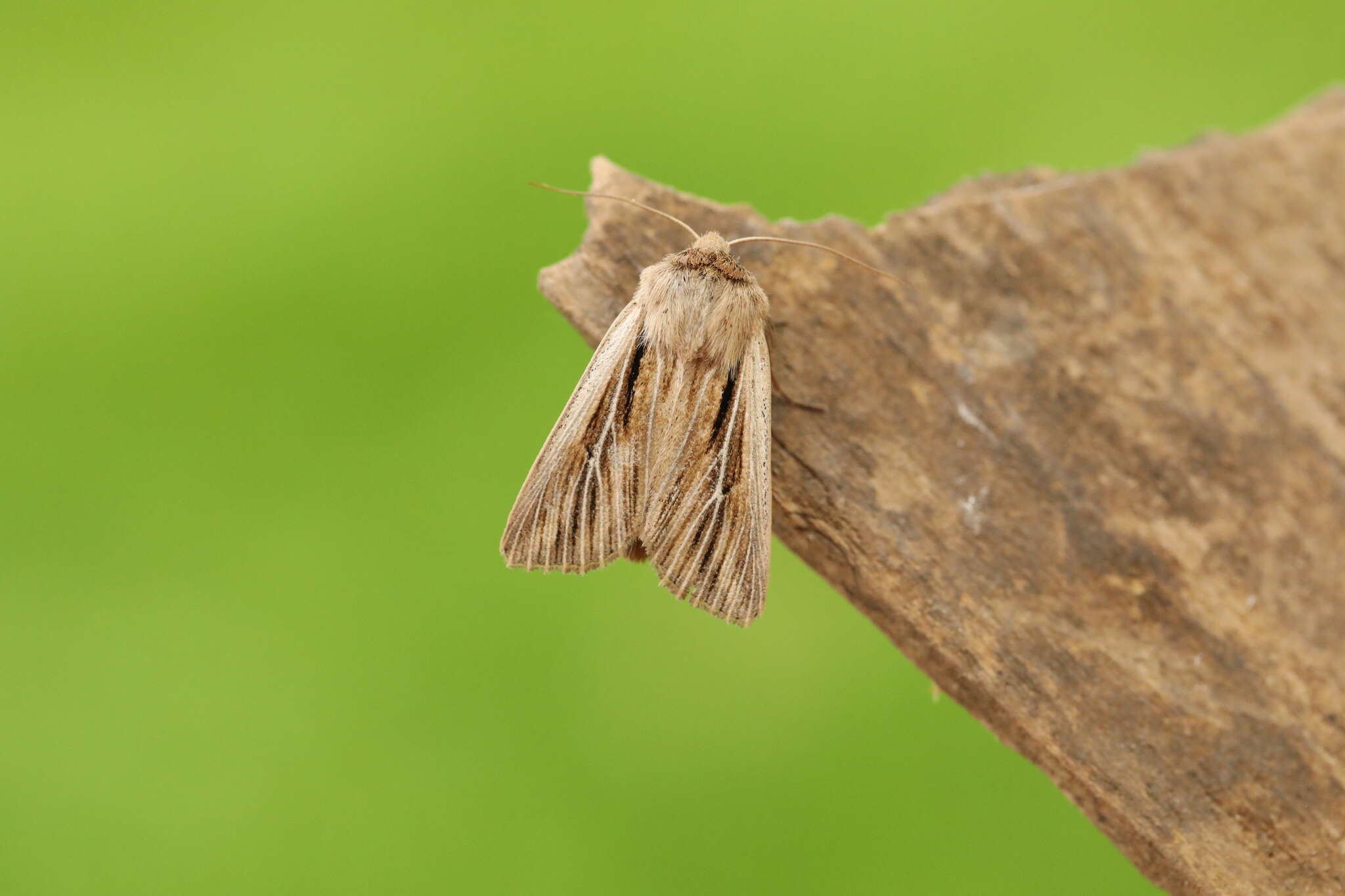 Image of shoulder-striped wainscot