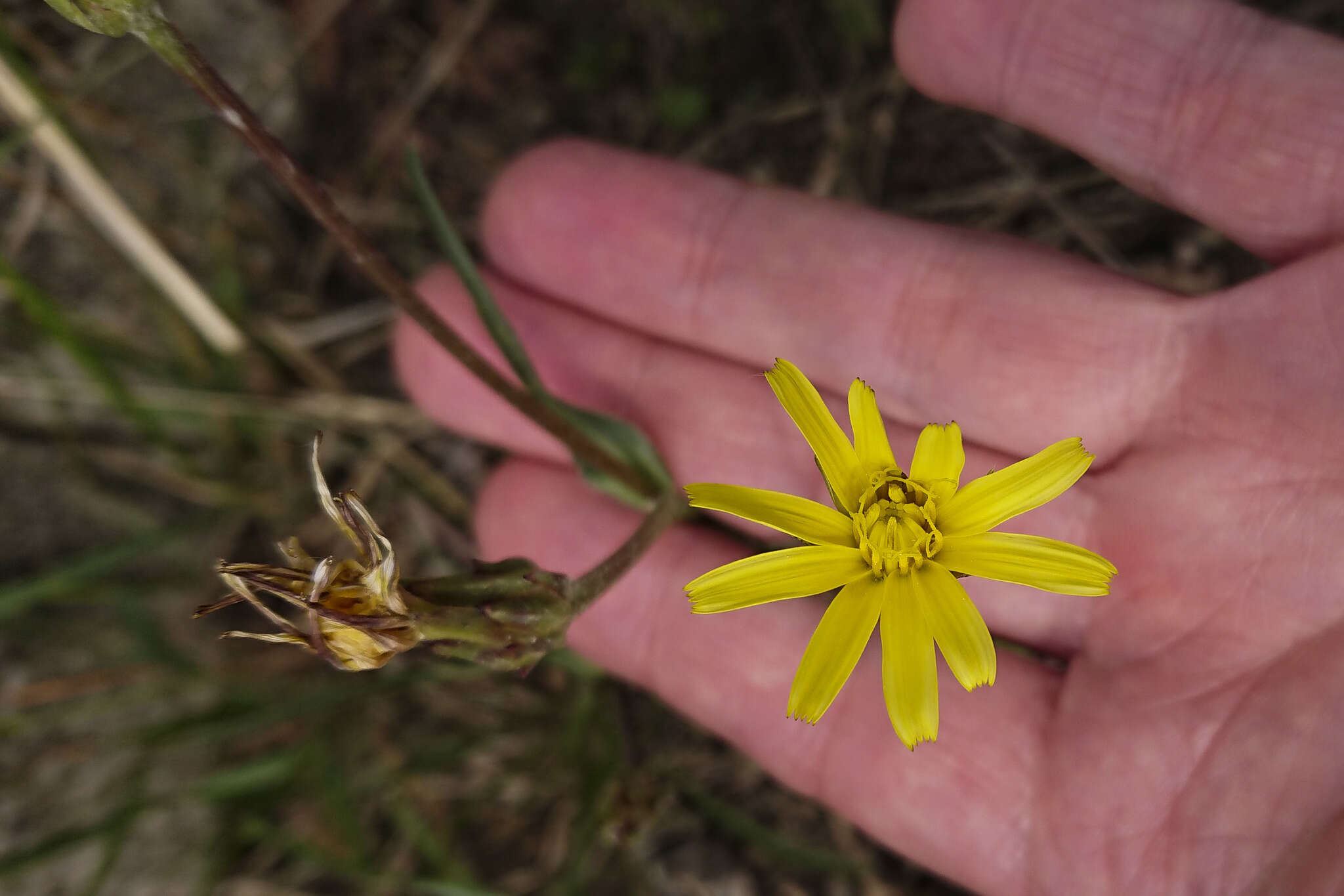 Image of Podospermum canum C. A. Mey.