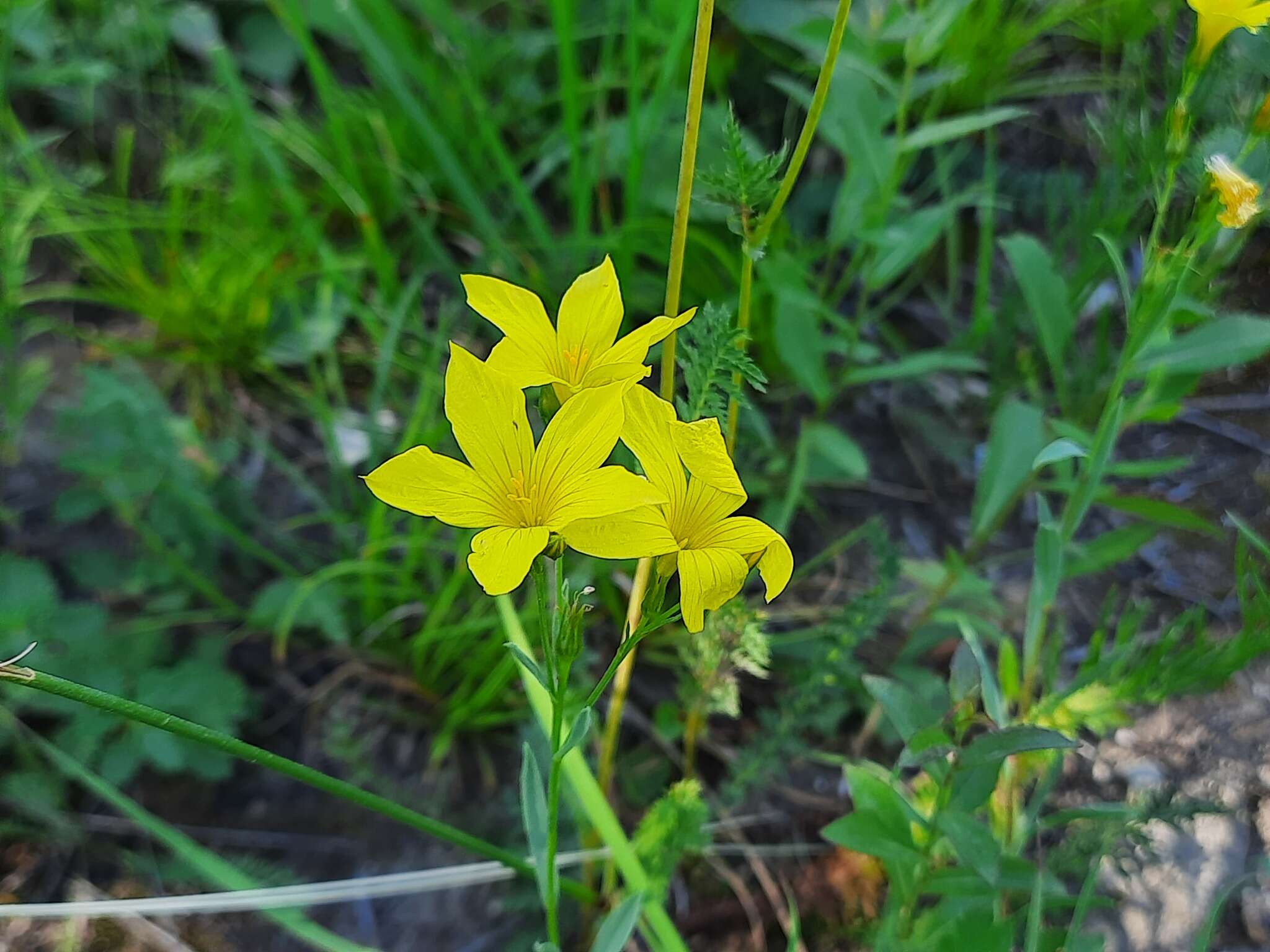 Image of Linum mucronatum subsp. armenum (Bordzil.) P. H. Davis