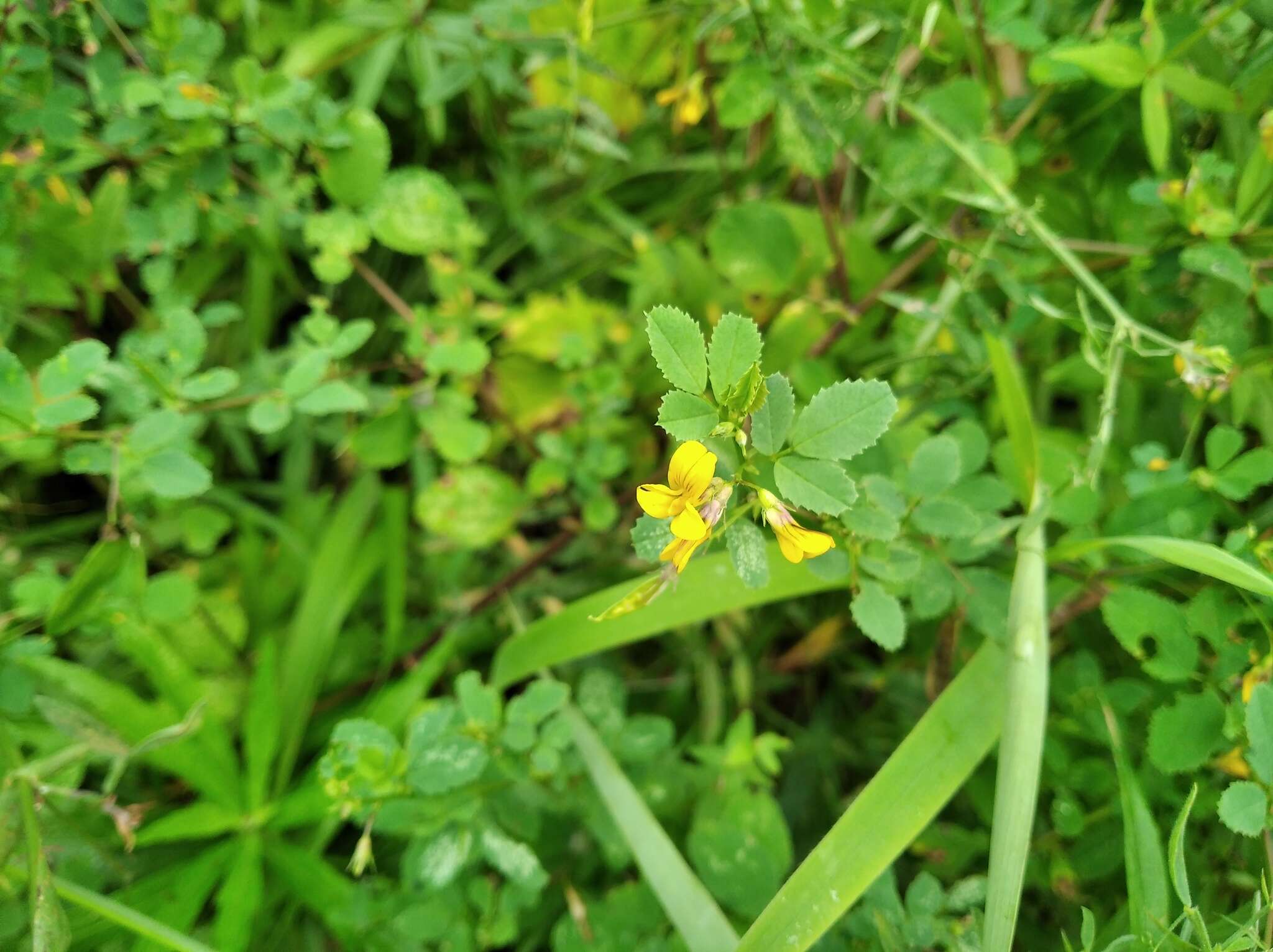 Plancia ëd Medicago platycarpa (L.) Trautv.