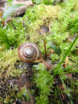 Image of Oregon Forestsnail