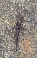 Image of Pachydactylus maraisi Heinicke, Adderly, Bauer & Jackman 2011