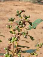 Plancia ëd Eucalyptus exserta F. Müll.