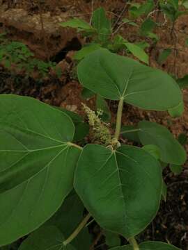 Image of Croton suberosus Kunth