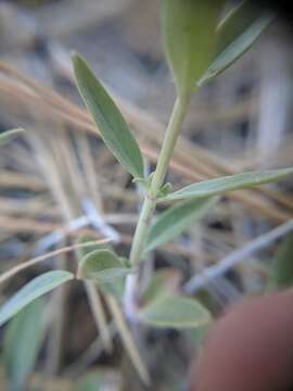 Image de Monardella linoides subsp. oblonga (Greene) Abrams