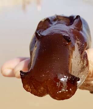 Image of banded sea hare