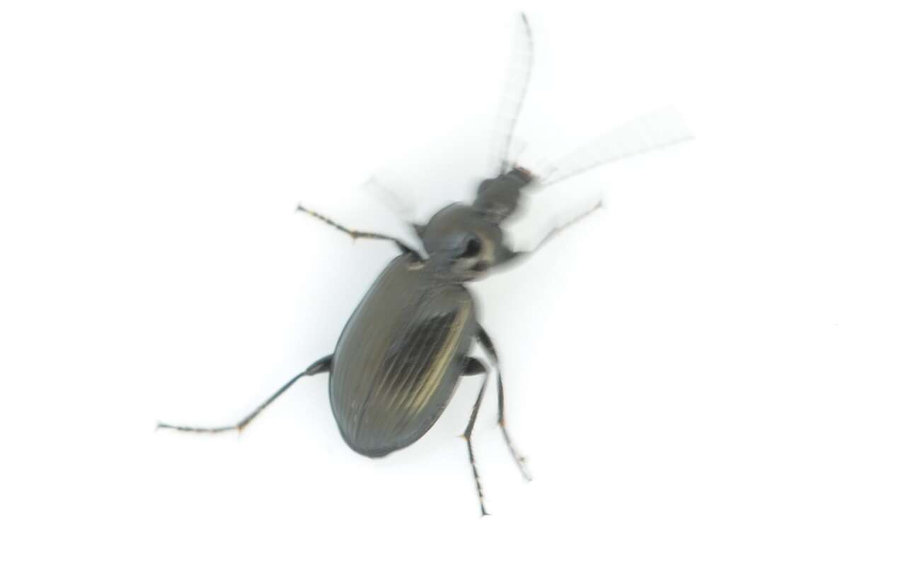 Image of Agonum (Olisares) viduum (Panzer 1796)