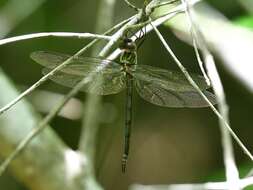 Image of Fine-lined Emerald