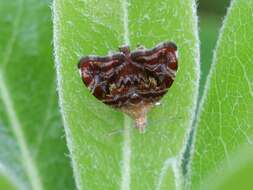 Image of Choreutis sexfasciella Sauber 1902