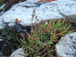 Plancia ëd Gypsophila uralensis Less.