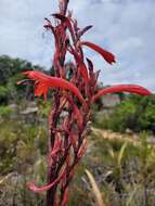 Imagem de Watsonia vanderspuyae L. Bolus