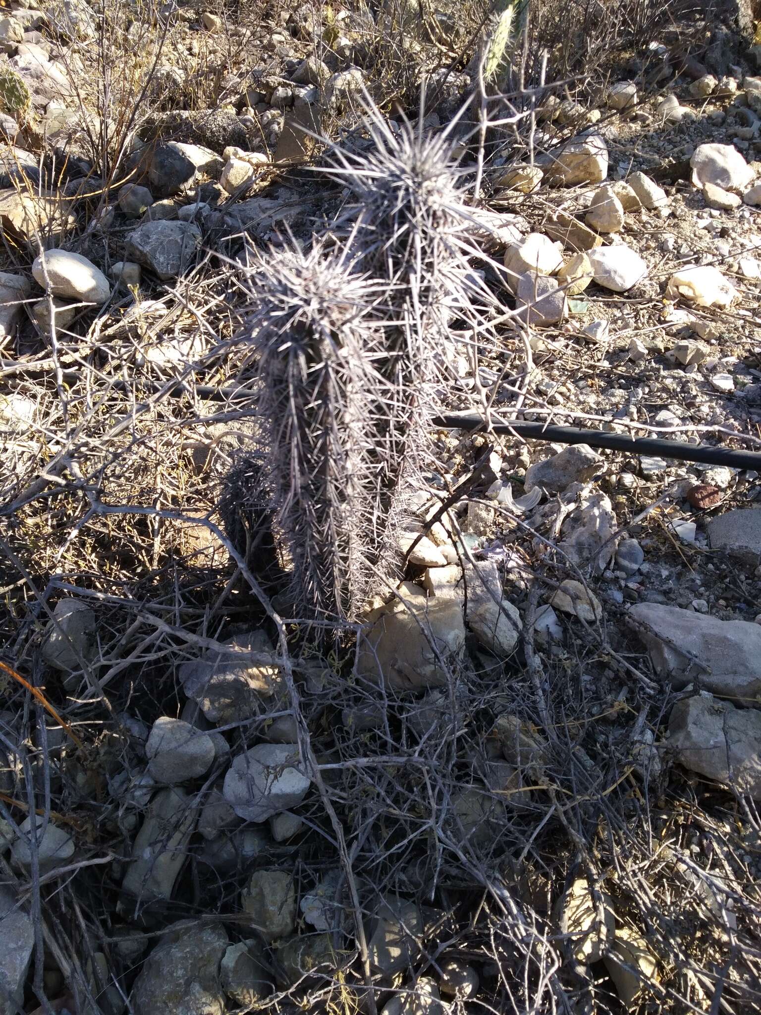 Image of Pachycereus hollianus (F. A. C. Weber) Buxb.