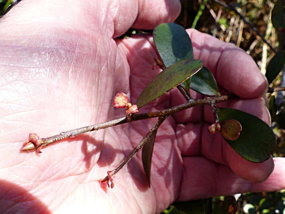 Image of Myrsine montana (Hook. fil.) Hook. fil.