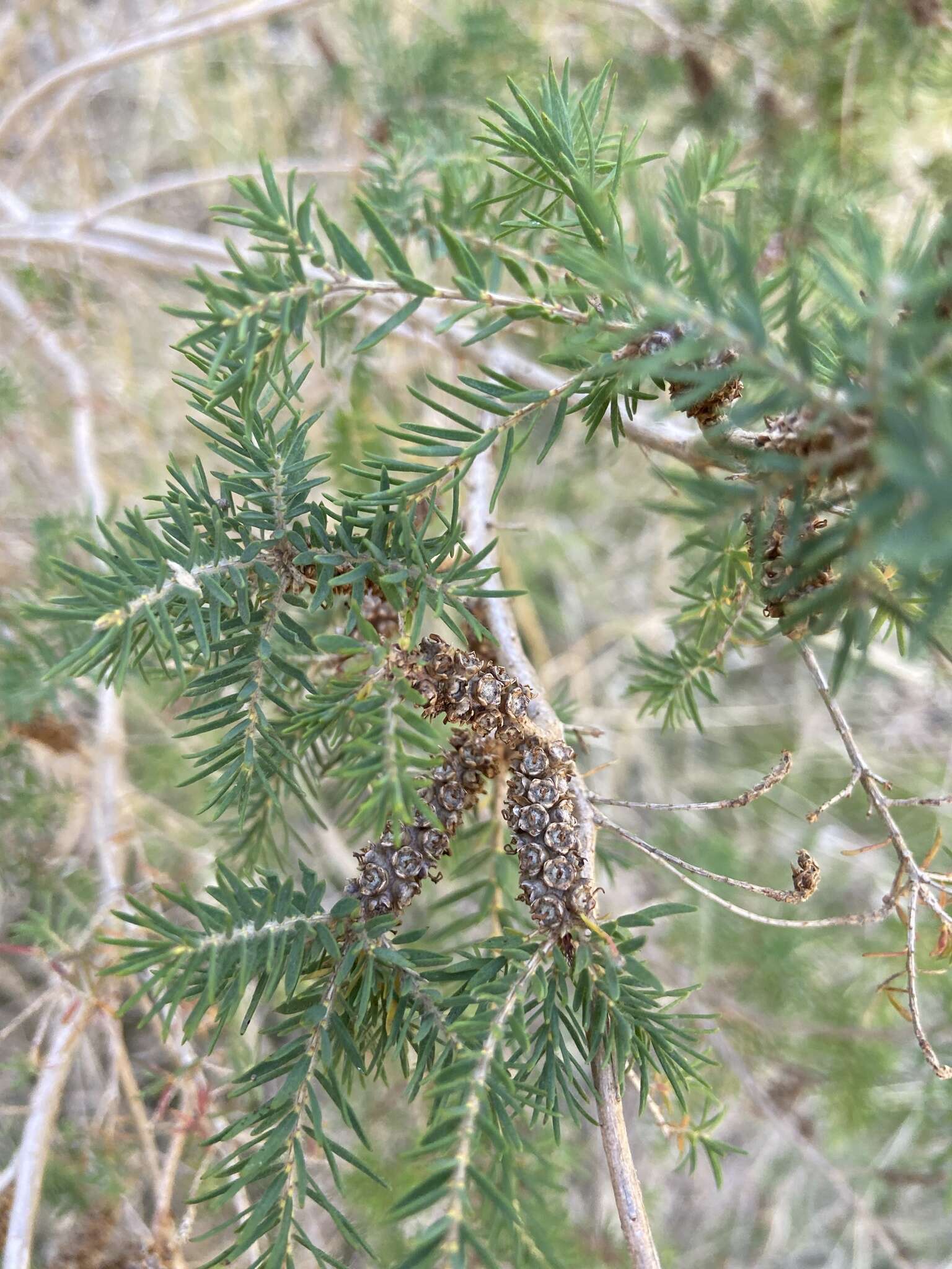 Melaleuca incana R. Br.的圖片