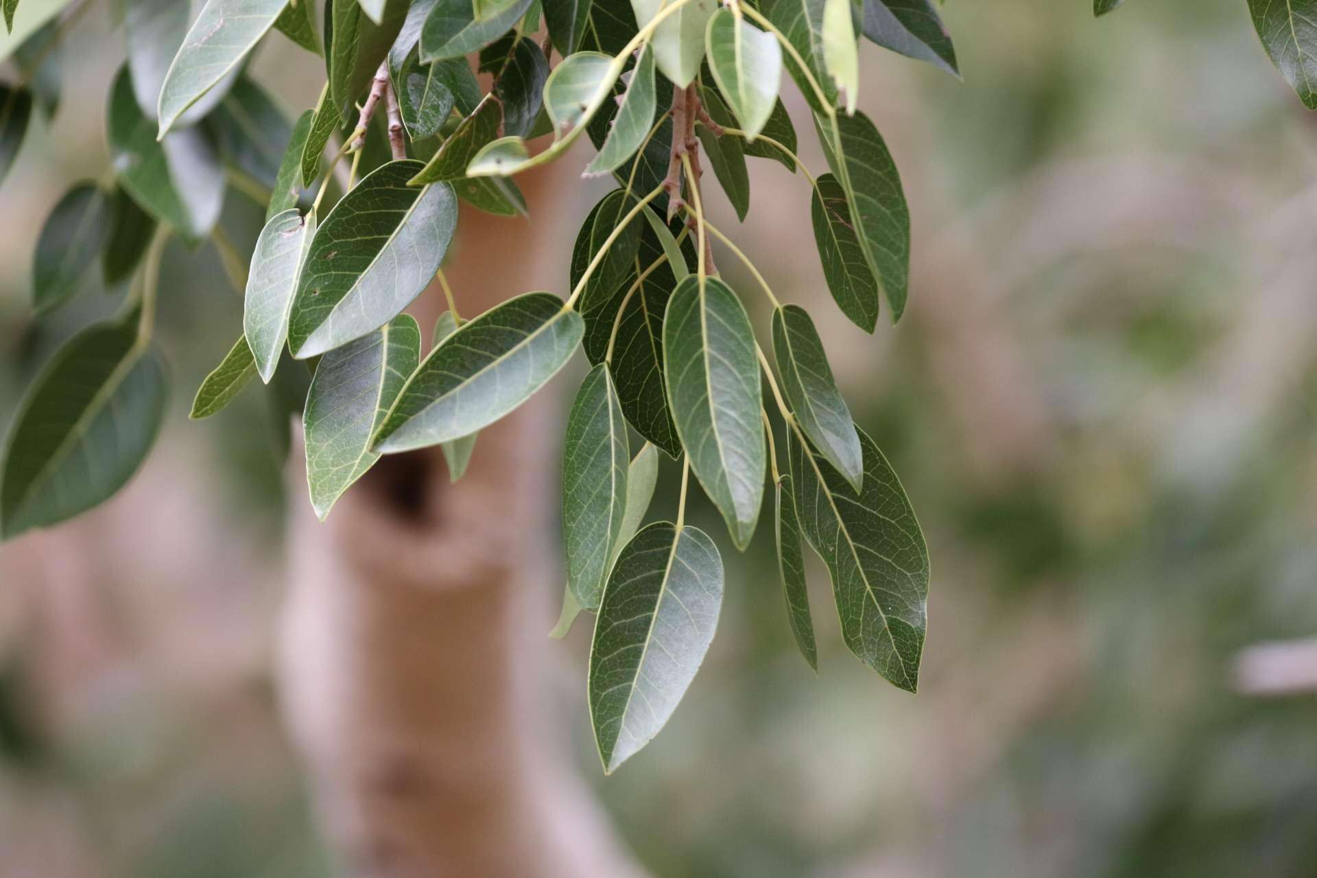 Imagem de Ficus cordata subsp. cordata