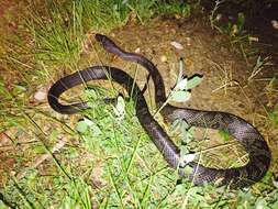 Image of Pantherophis spiloides (A. M. C. Duméril, Bibron & A. H. A. Duméril 1854)