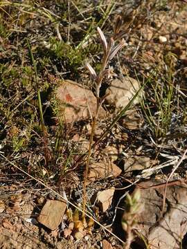 Image of Haworthia mirabilis (Haw.) Haw.