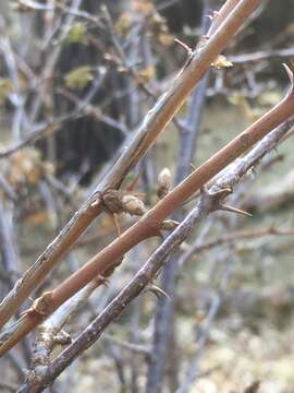 Image of orange gooseberry