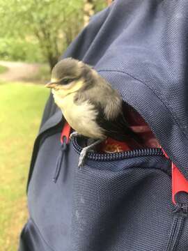 Image of Eurasian Blue Tit