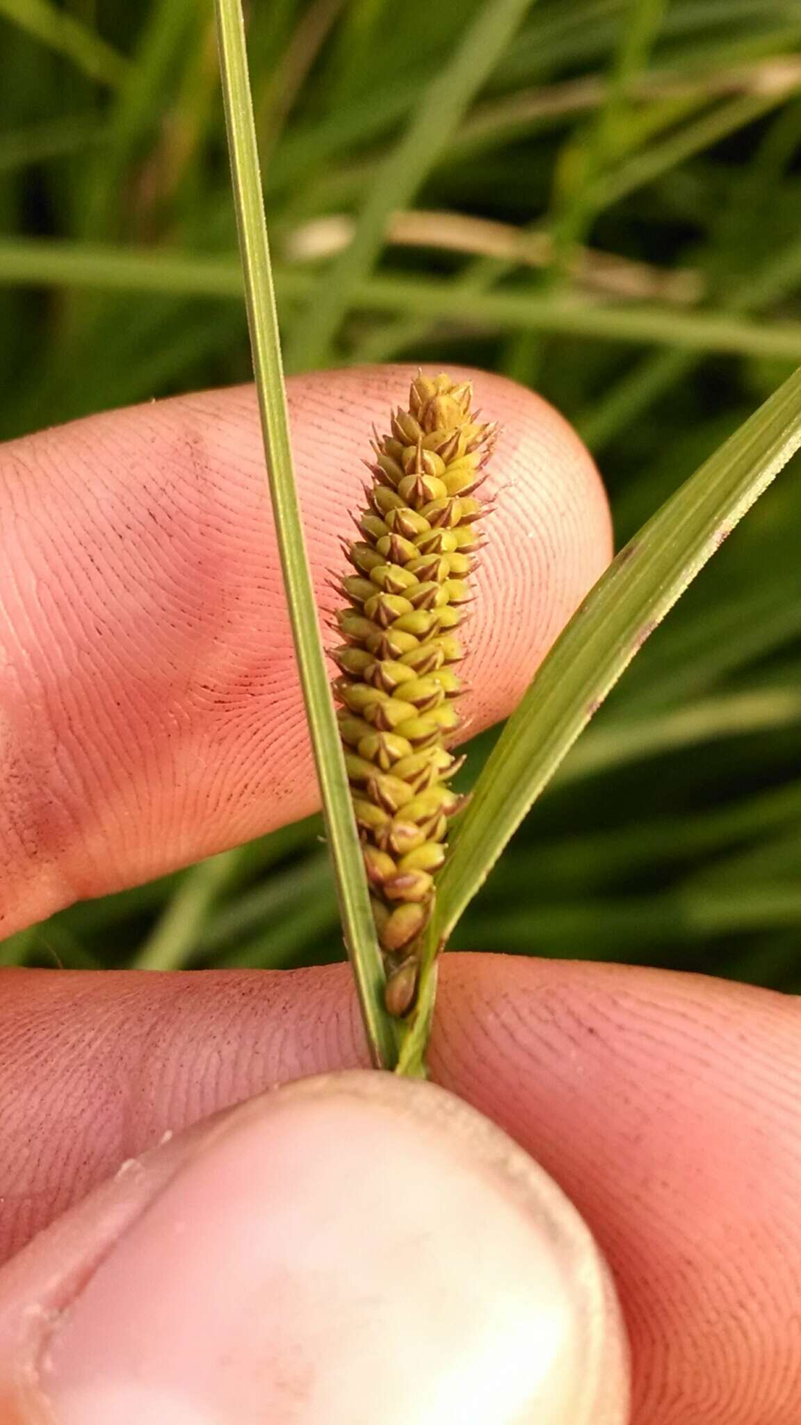 Image of Cloud sedge