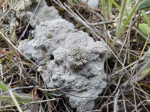 Image de Diploschistes diacapsis (Ach.) Lumbsch