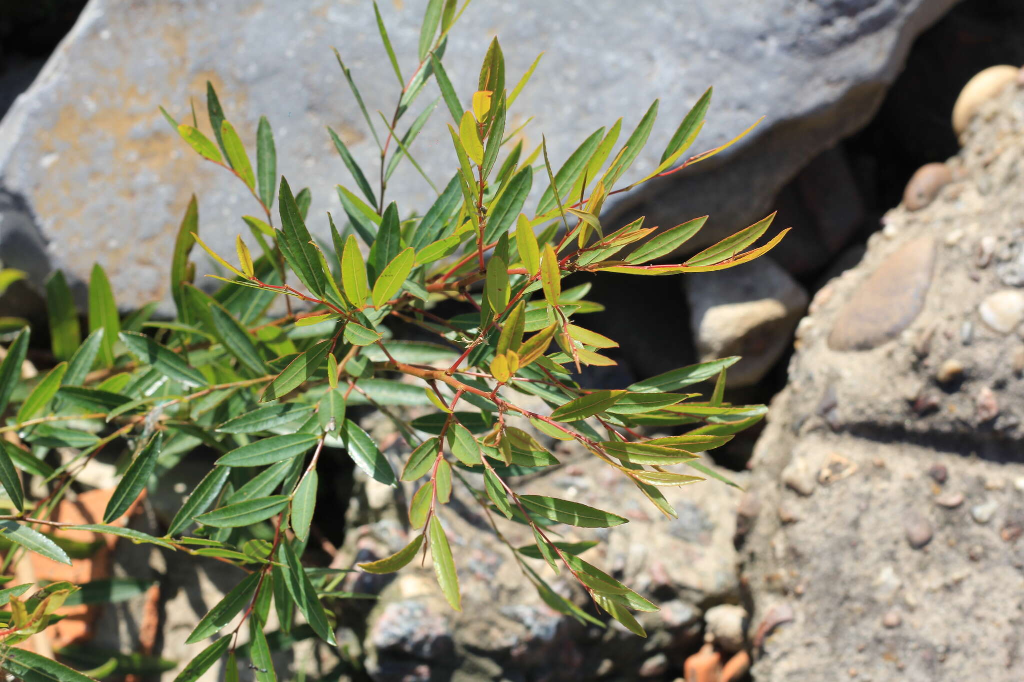 Phyllanthus sellowianus (Klotzsch) Müll. Arg.的圖片