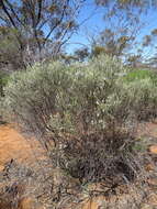 صورة Eremophila scoparia (R. Br.) F. Muell.