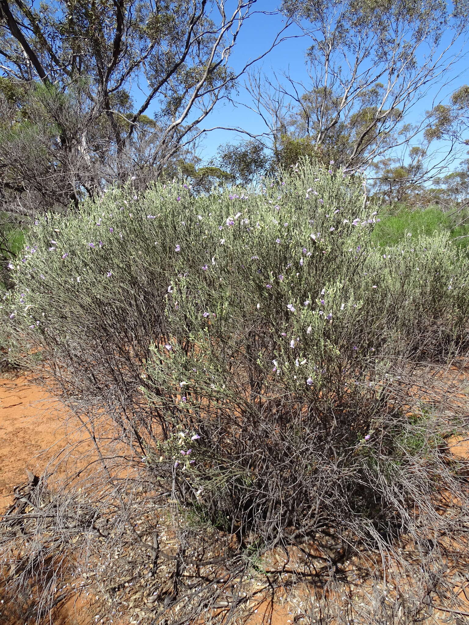 صورة Eremophila scoparia (R. Br.) F. Muell.