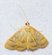 Image of Pale-winged Crocidophora moth