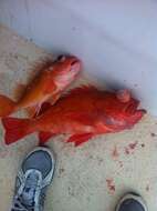 Image of Greenspotted rockfish