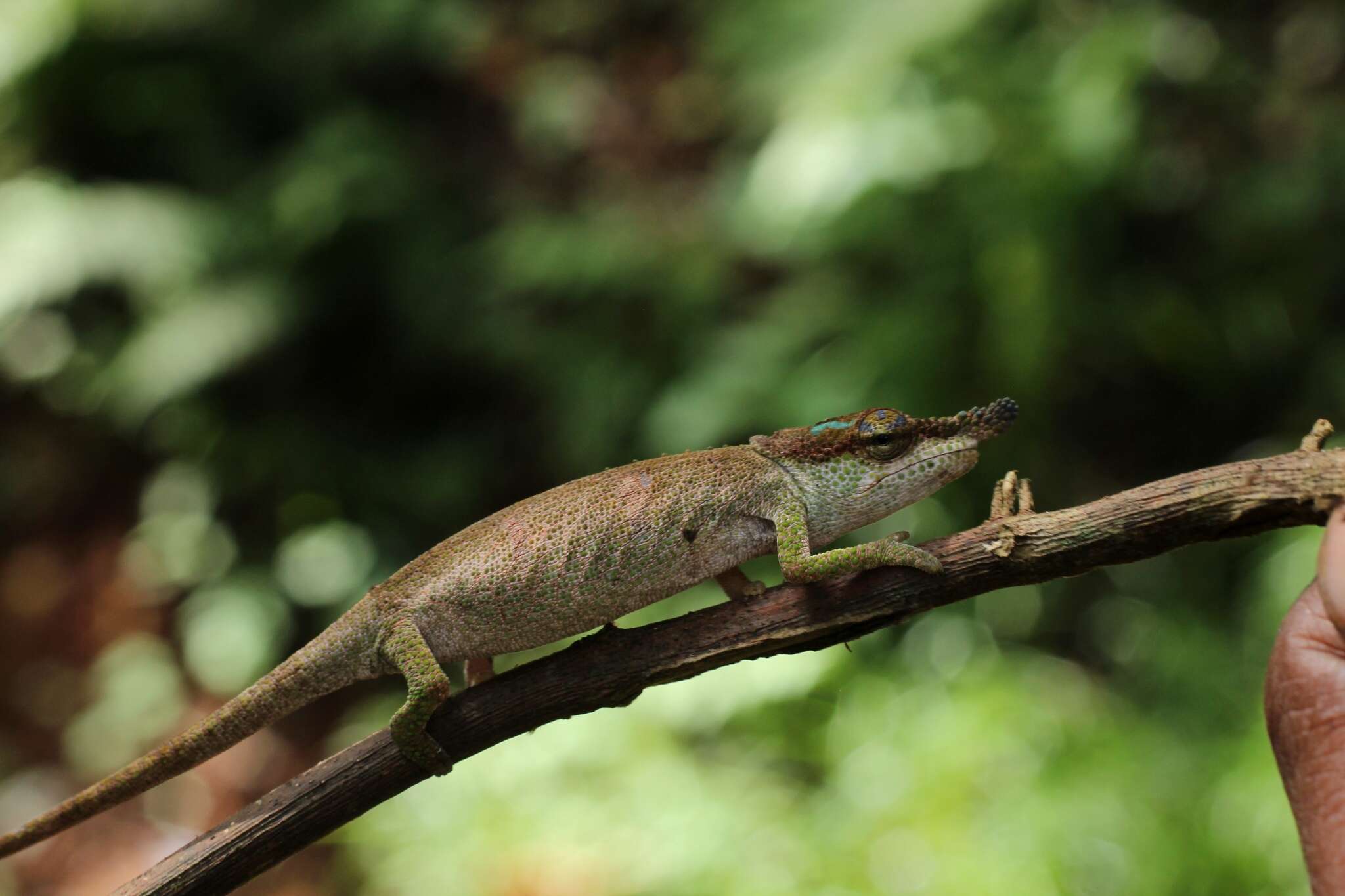 Image of Maroantsetra Chameleon