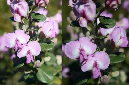 Image of <i>Podalyria rotundifolia</i>