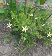 Plancia ëd Menodora integrifolia (Cham. & Schltdl.) Steud.